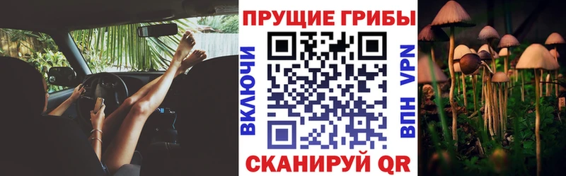 где можно купить наркотик  Зеленодольск  Галлюциногенные грибы Psilocybine cubensis 